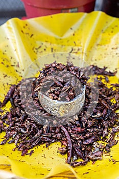 Close-up of a bowl of fried and salted grasshoppers from Oaxaca (translation: chapulines