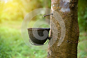 Close up bowlful of Natural rubber latex