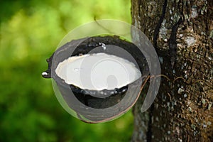 Close up bowlful of Natural rubber latex