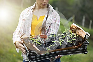 Close-up of a box filled with pots of tomato plant sprouts held by an unrecognizable woman