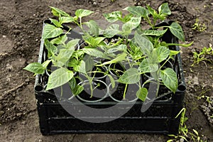 Close-up of the box with seedlings standing in a greenhouse. Growing sweet peppers for the garden in plastic cups. Young