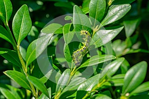 Close-up of box tree moth caterpillar, cydalima perspectalis on Buxus sempervirens bush.