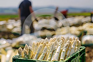 Close up of box with white asparagus vegetables with blurry agricultural field with workers at harvest in background
