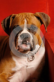 Close-up of Boxer American Boxer Portrait