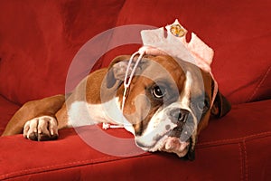 Close-up of Boxer American Boxer Portrait wearing crown