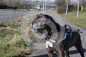 Close up of Boxer dog being walked