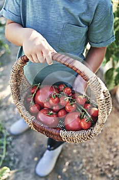 Close up of boy holding full wicker basket with tomatoes