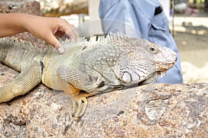 Close-up of boy holding iguana