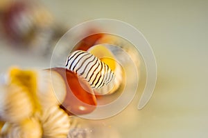 Close-up of a bracelet of shells and red beads on a white background. Macro, soft defocus.