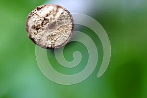 Close up of a brach of tree