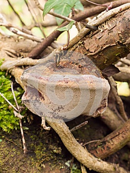 close up bracket mushroom on wood stick branch fungi details