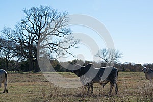Brahma Bull Close Up