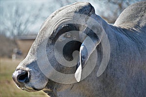 Brahma Bull Close Up