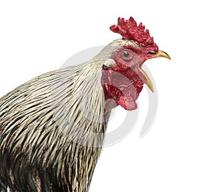 Close up of a Brahma rooster crowing, isolated photo
