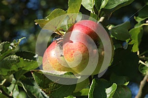 Close up Bramley apples on tree in sunlight