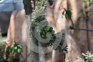 Close up of a branch of an Alluaudia ascendens, a spiny succulent tree with heart shaped leaves