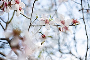 Close up of a branch of almond tree blossom flowers in nature