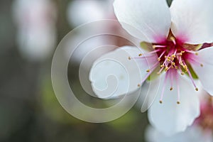 Close up of a branch of almond tree blossom flowers in nature