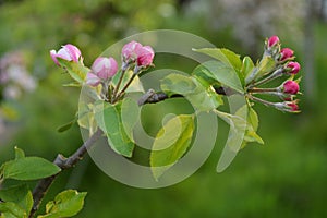 Close-up from a branch of an apple tree