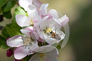 Close-up of the branch of an apple tree. The flowers bloom in spring. A honey bee searches for food