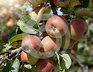 Close-up of a branch on an apple tree, red apples clustered together