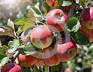 Close-up of a branch on an apple tree, red apples clustered together