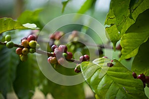 Close Up branch of arabicas Coffee Tree on Coffee tree at Chiang mai Province Northern Thailand,Coffee bean Single origin words