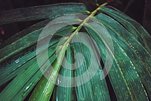 Close up branch of Bambusa becheeyana bamboo leaf, abstract beautiful dark tone natural background