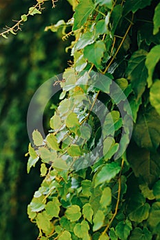 Close-up branch of barberry bush with green berries