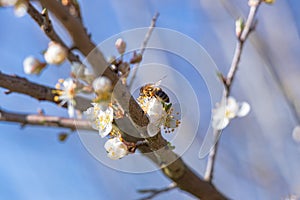 Close-up on a branch with a bee on a bird cherry blossom