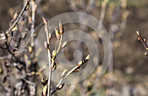 close up of a branch of a blackcurrant Bush with buds growing in the garden