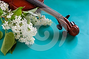 Close up of Branch of blossoming white lilac and violin on turquoise background