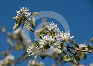Close-up of a branch with blossoms from the pear tree in spring. The sky is blue in the background