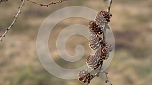 Close-up, a branch of brown spruce cones swaying in the wind in the sunlight. Beautiful banner with fir cones. Seasonal plants. 4K