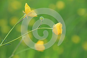 Close-up from a branch with buttercups in a field with blooming buttercups in spring.