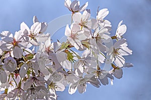 Close up of a branch with cherry blossoms in spring .