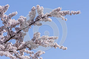 Close up of a branch with cherry blossoms in spring .