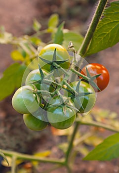 Close up of a branch of cherry tomatoes