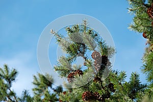 Close-up of branch of Christmas tree and alot of cones against blue sky with clouds, coniferous tree. Place for an