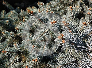 Close-up of a branch of a Christmas tree with green spikes