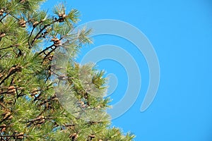 Close-up of branch of Christmas tree and lot of cones against blue sky, coniferous tree. Place for writing on left. The concept of