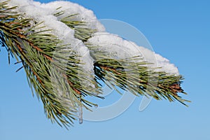 Close-up of a branch of a coniferous tree covered in snow and ice. Water drips down and forms an icicle. In the background the