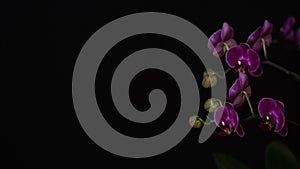 Close-up branch of a dark purple blooming orchid on a black background.Phalaenopsis home flowers,garden.Concept for a beautiful