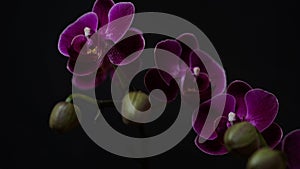 Close-up branch of a dark purple blooming orchid on a black background.Phalaenopsis home flowers,garden.Concept for a beautiful