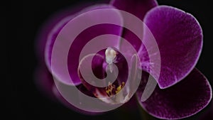 Close-up branch of a dark purple blooming orchid on a black background.Phalaenopsis home flowers,garden.Concept for a beautiful