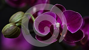 Close-up branch of a dark purple blooming orchid on a black background.Phalaenopsis home flowers,garden.Concept for a beautiful