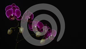 Close-up branch of a dark purple blooming orchid on a black background.Phalaenopsis home flowers,garden.Concept for a beautiful