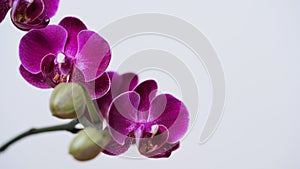 Close-up branch of a dark purple blooming orchid on a white background.Phalaenopsis home flowers,garden.Concept for a beautiful