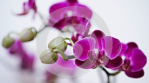 Close-up branch of a dark purple blooming orchid on a white background.Phalaenopsis home flowers,garden.Concept for a beautiful