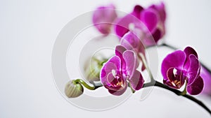 Close-up branch of a dark purple blooming orchid on a white background.Phalaenopsis home flowers,garden.Concept for a beautiful